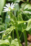 Image of common chickweed