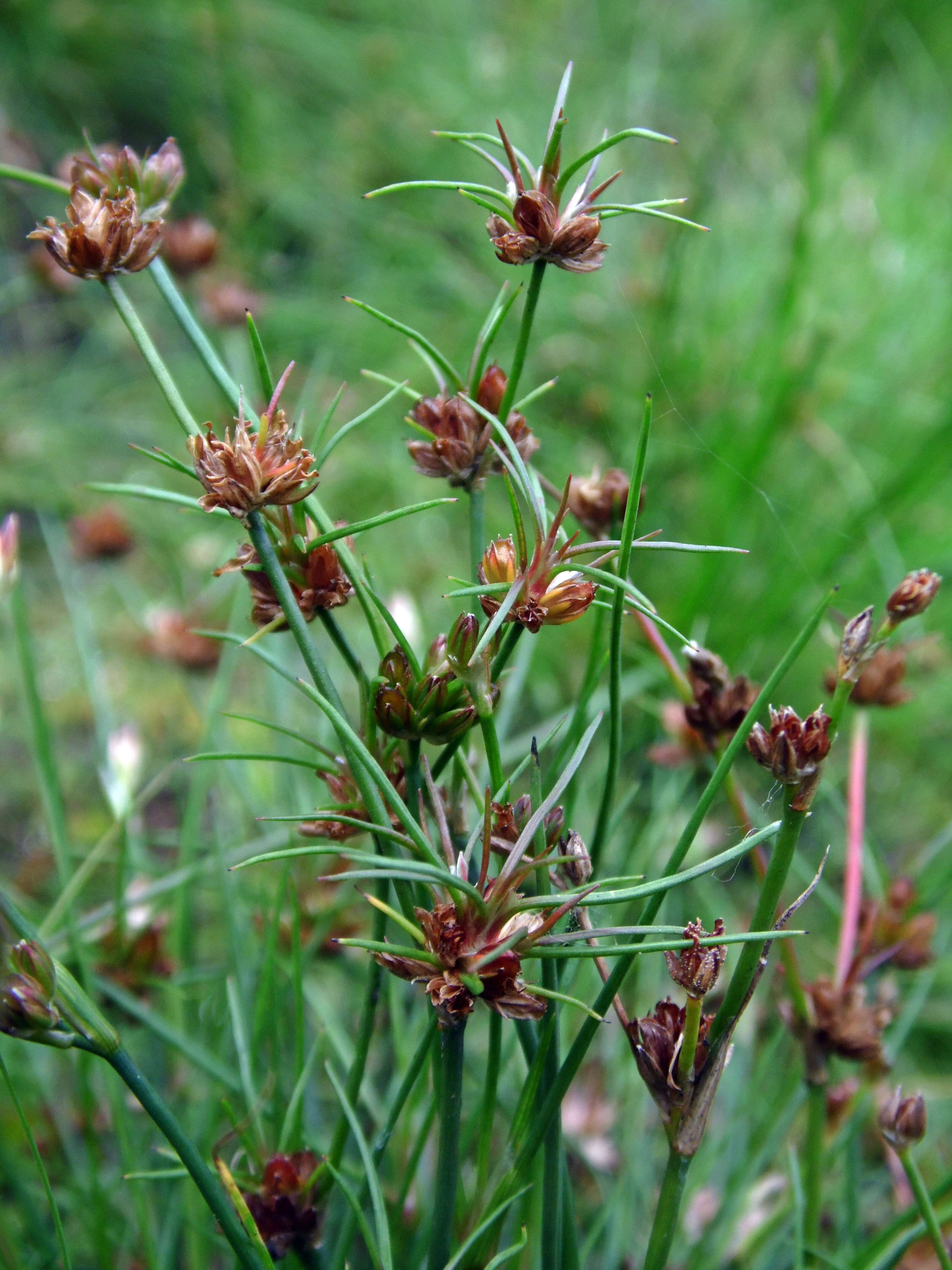 Juncus bulbosus L. resmi