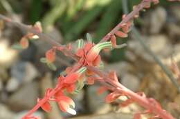 Image of Gasteria