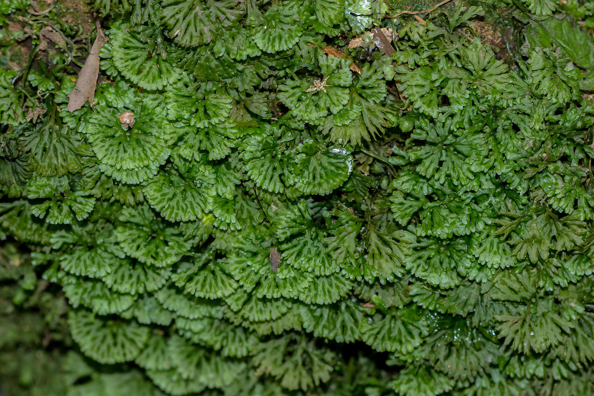 Image of Hymenophytaceae