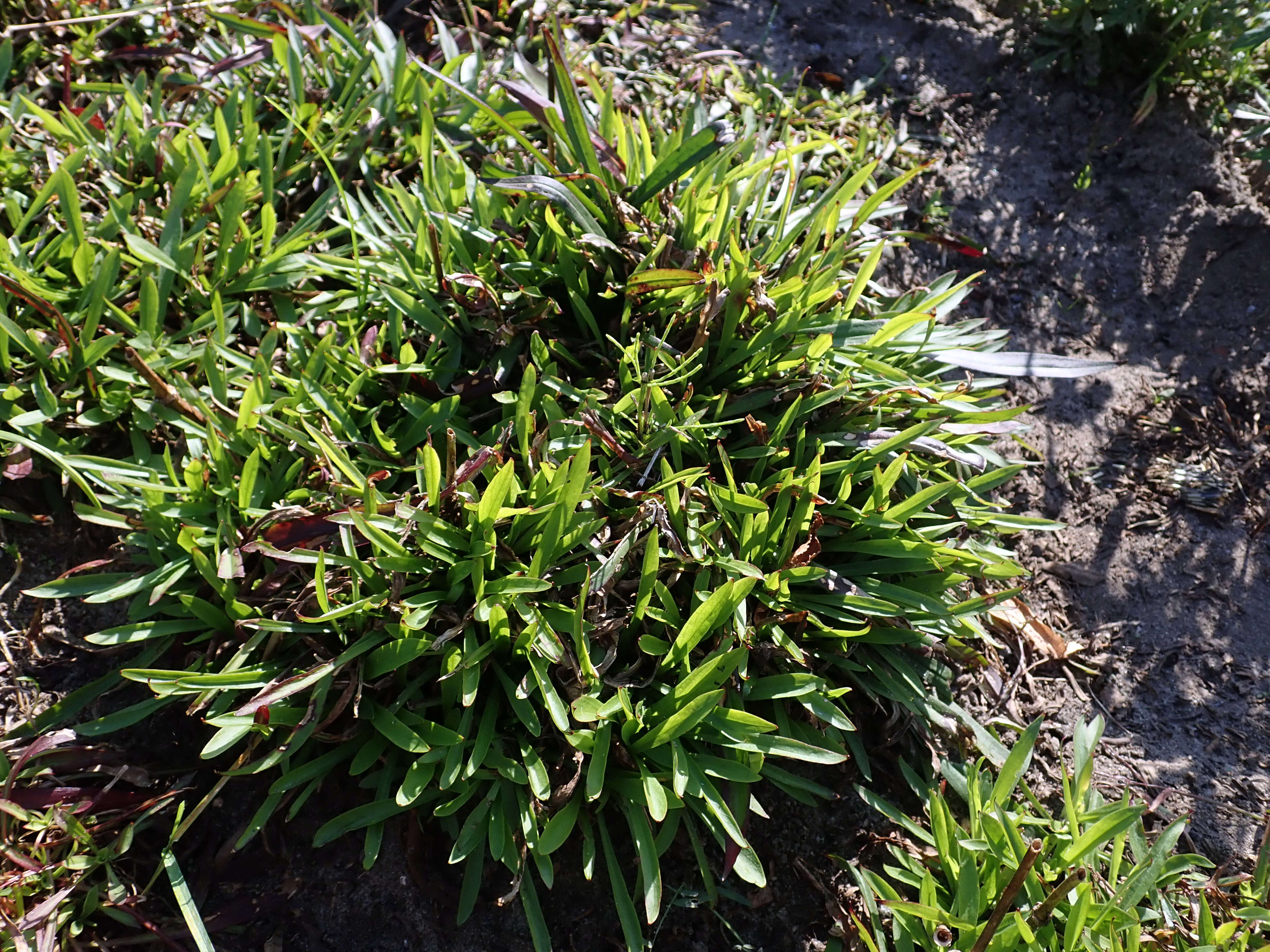 Image of Silene samojedorum (Sambuk) Oxelman