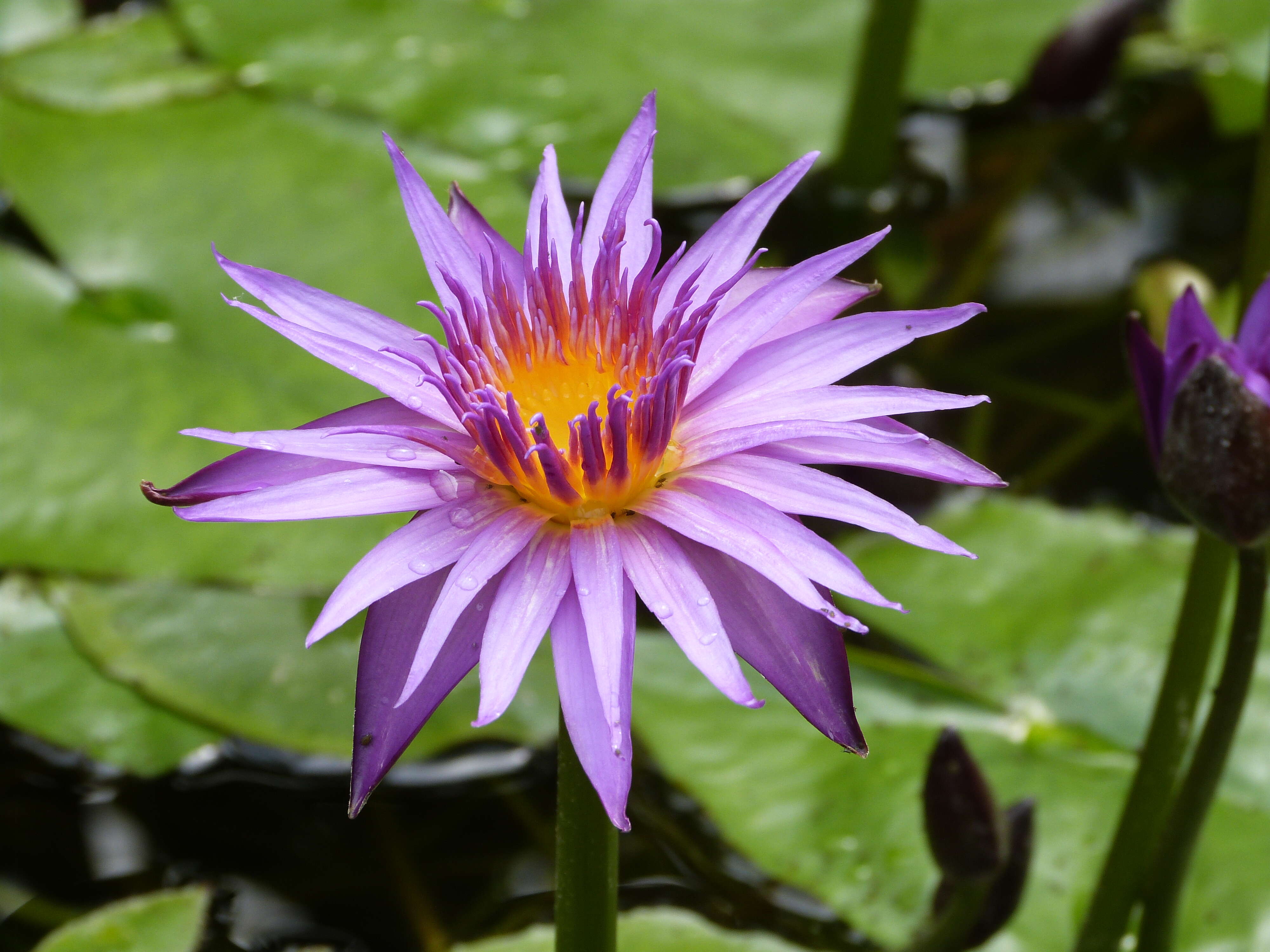 Image of Cape Blue Water-Lily