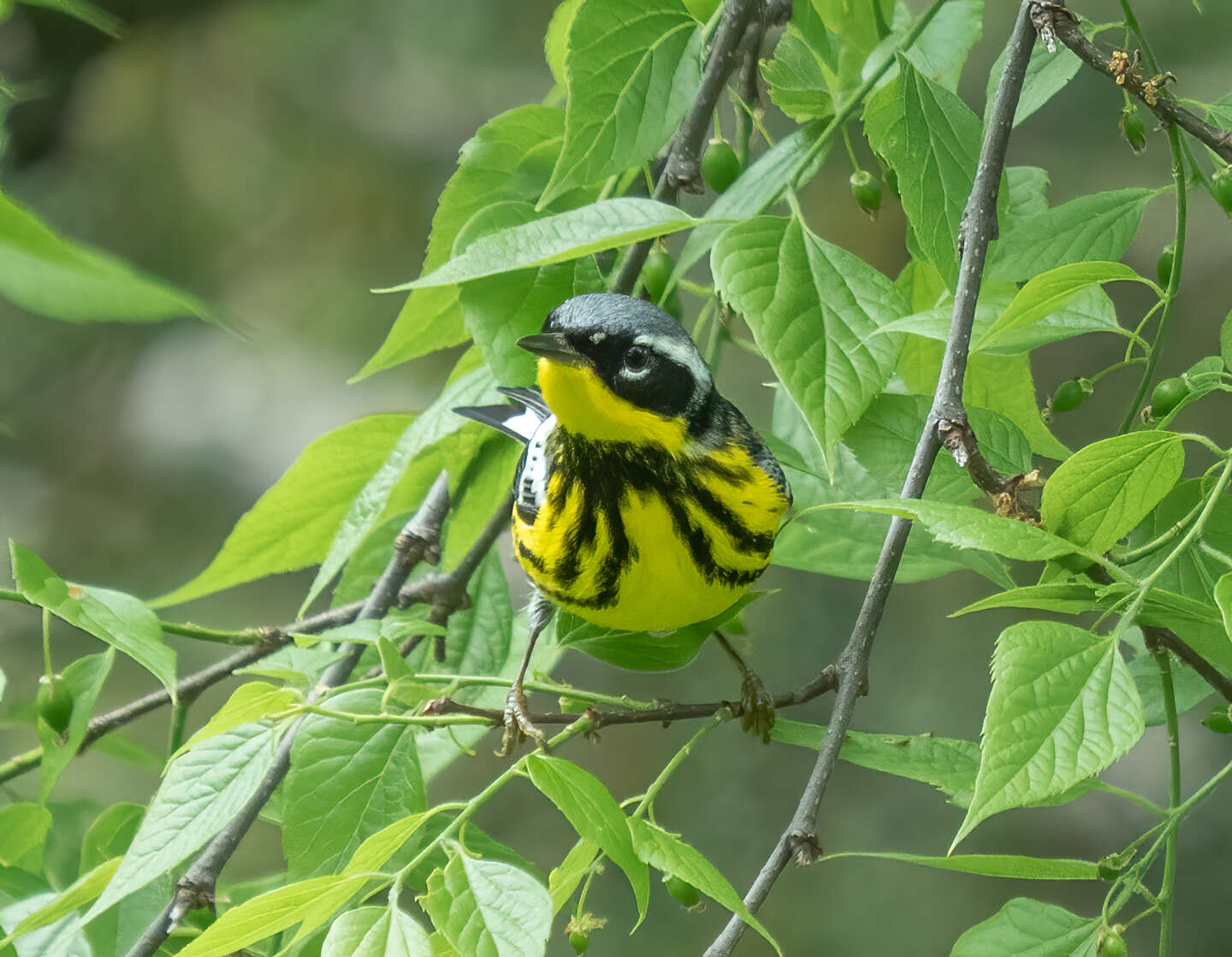 Image of Magnolia Warbler