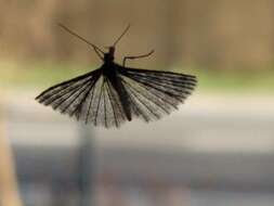 Image of twenty-plume moth