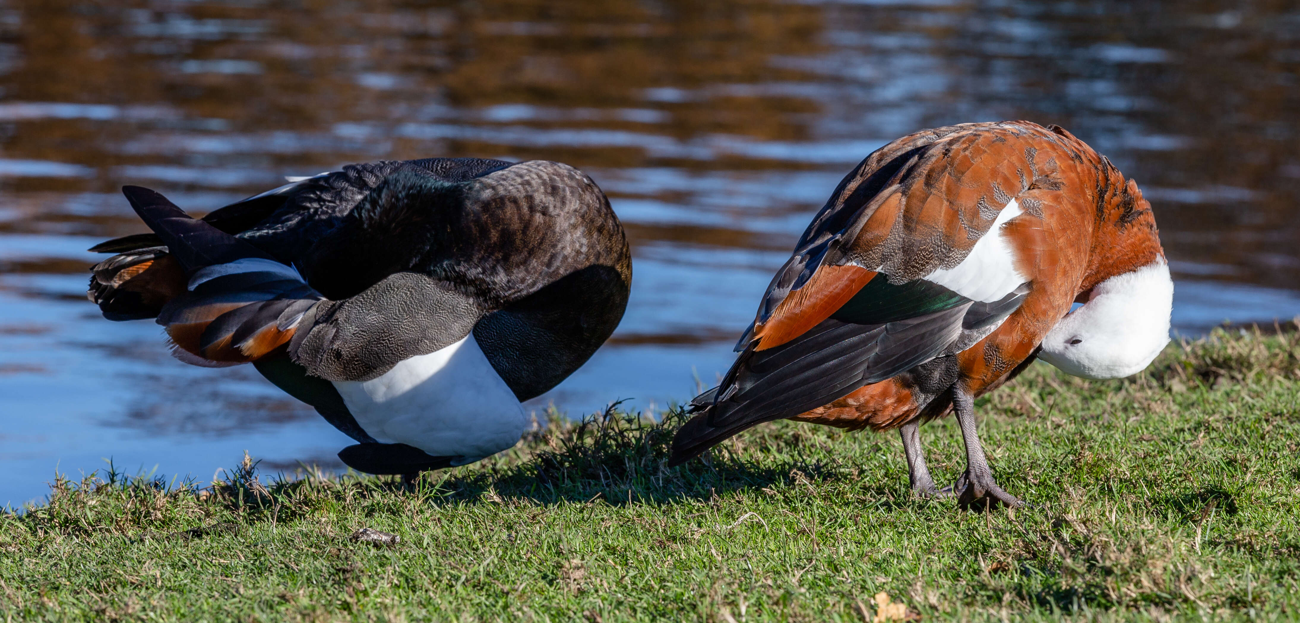 Image of Paradise Shelduck