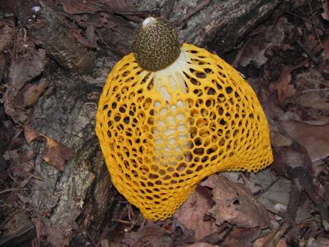 Image of Phallus luteus (Liou & L. Hwang) T. Kasuya 2009