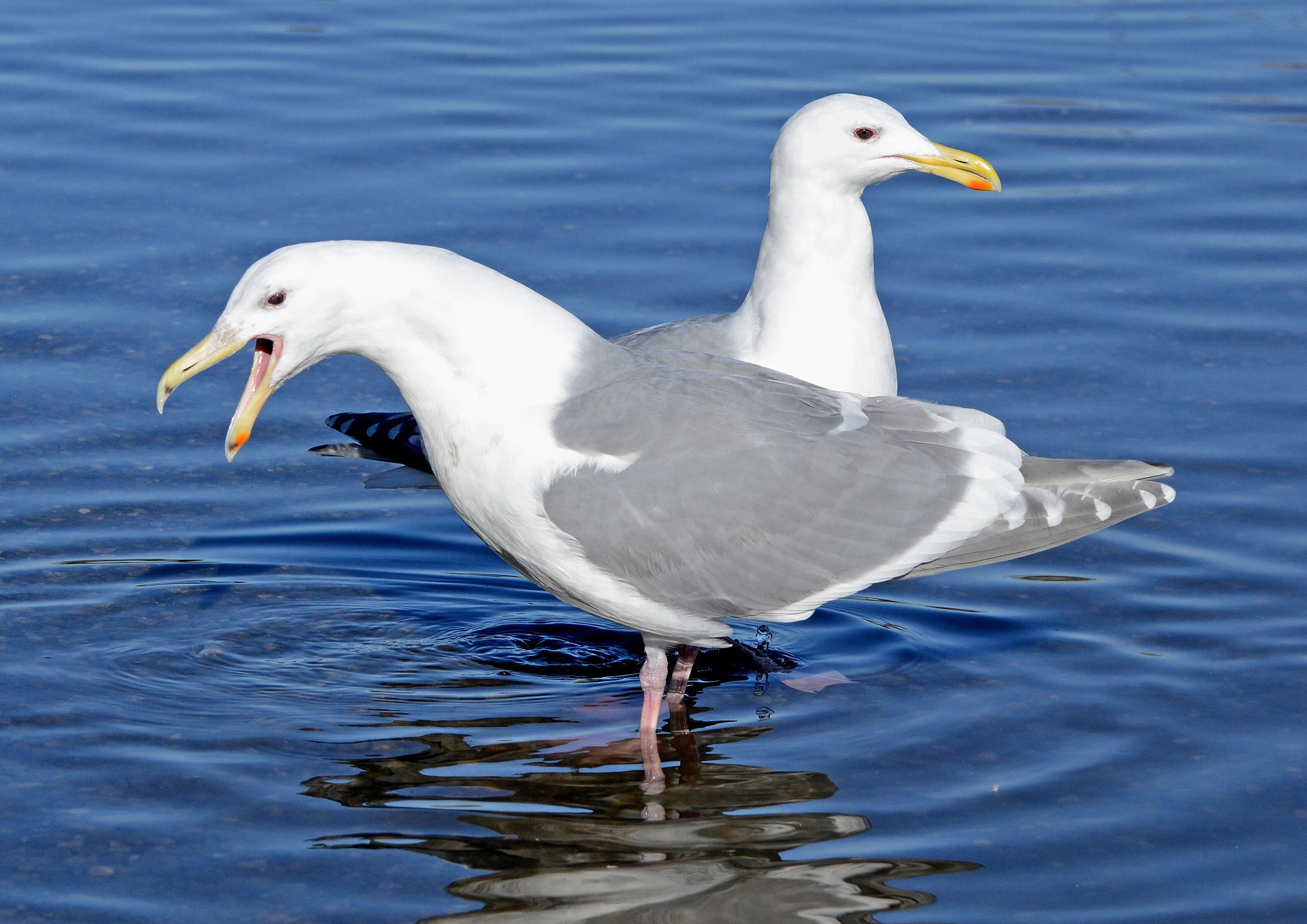 Image of Glaucous-winged Gull