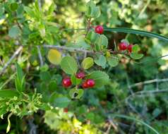 Image of Italian buckthorn