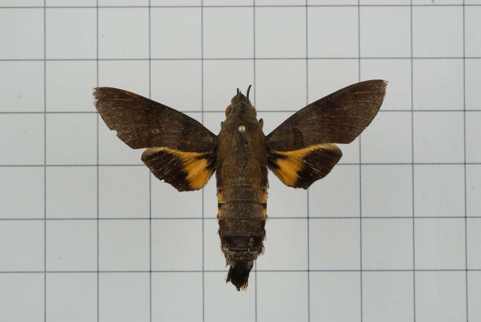 Image of Macroglossum corythus Walker 1856