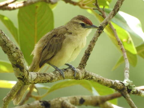 Image of Rufous-fronted Thornbird