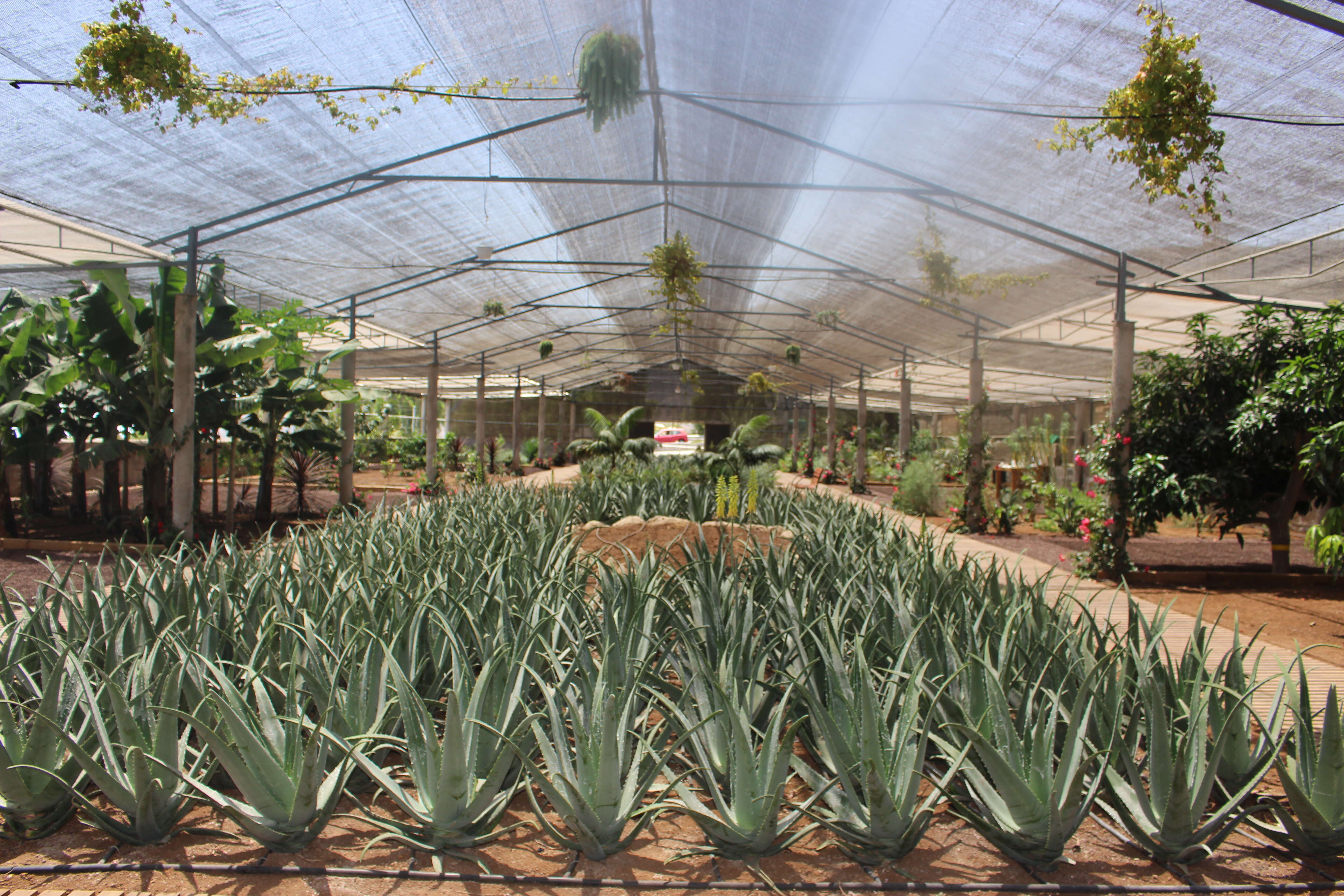 Image of Aloe vera