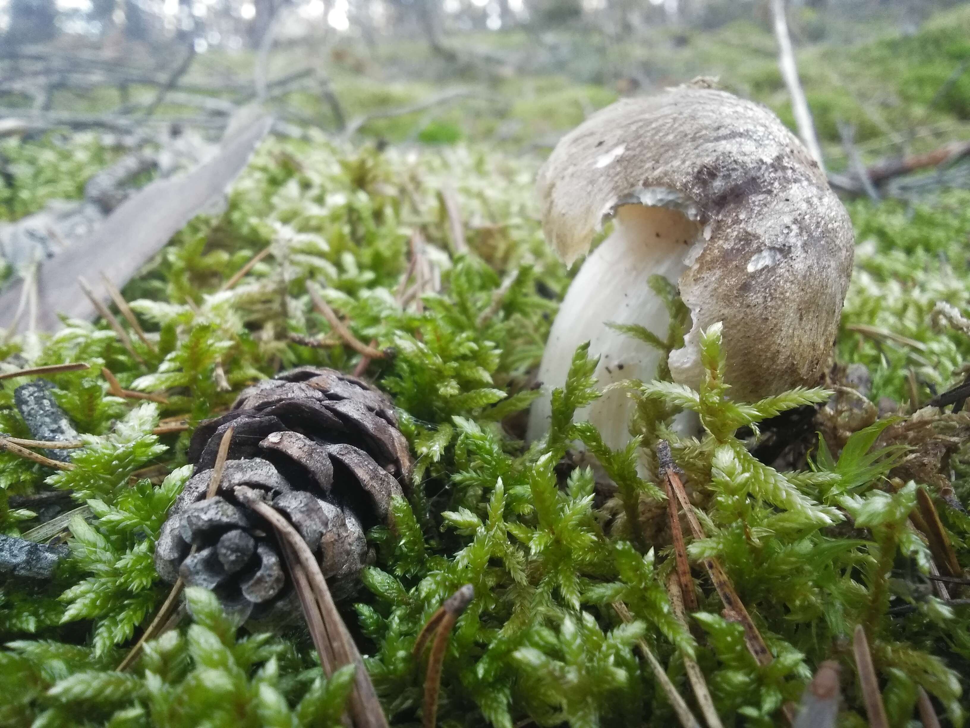 Image of Tricholoma arvernense Bon 1976