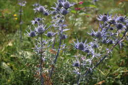 Imagem de Eryngium planum L.