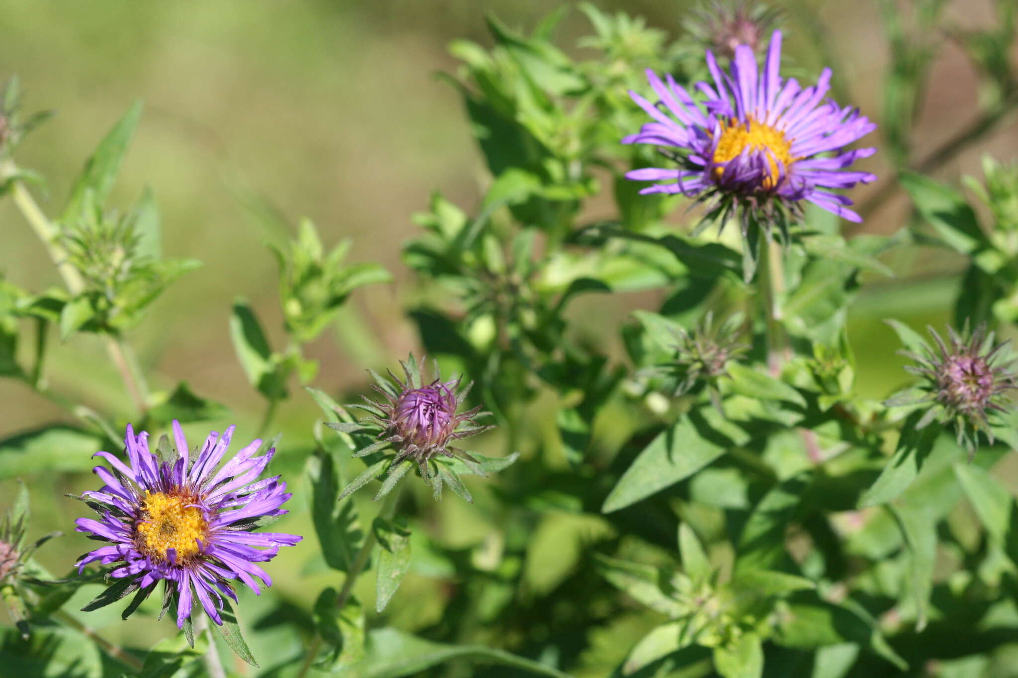 Image of Michaelmas daisy