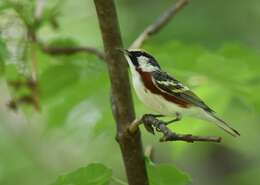 Image of Chestnut-sided Warbler