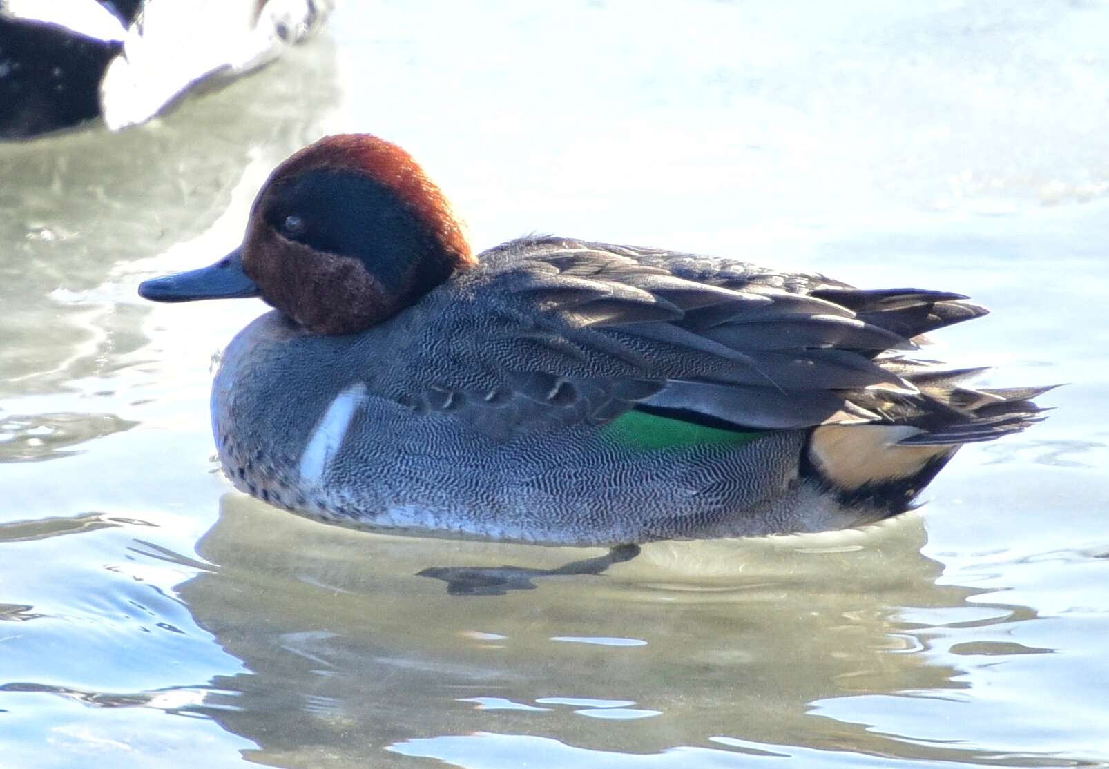 Image of Green-winged Teal
