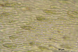 Image of rhytidium moss