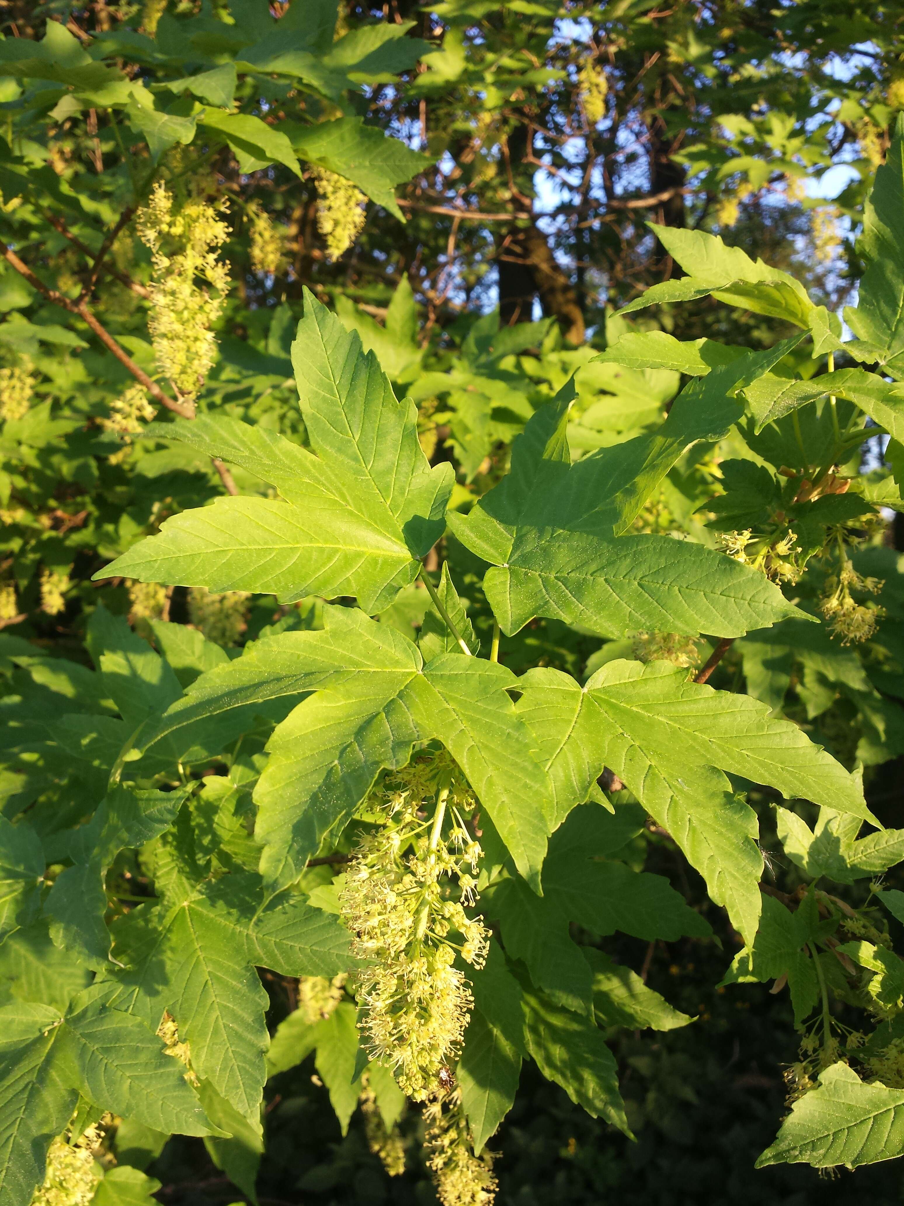 Imagem de Acer pseudoplatanus L.