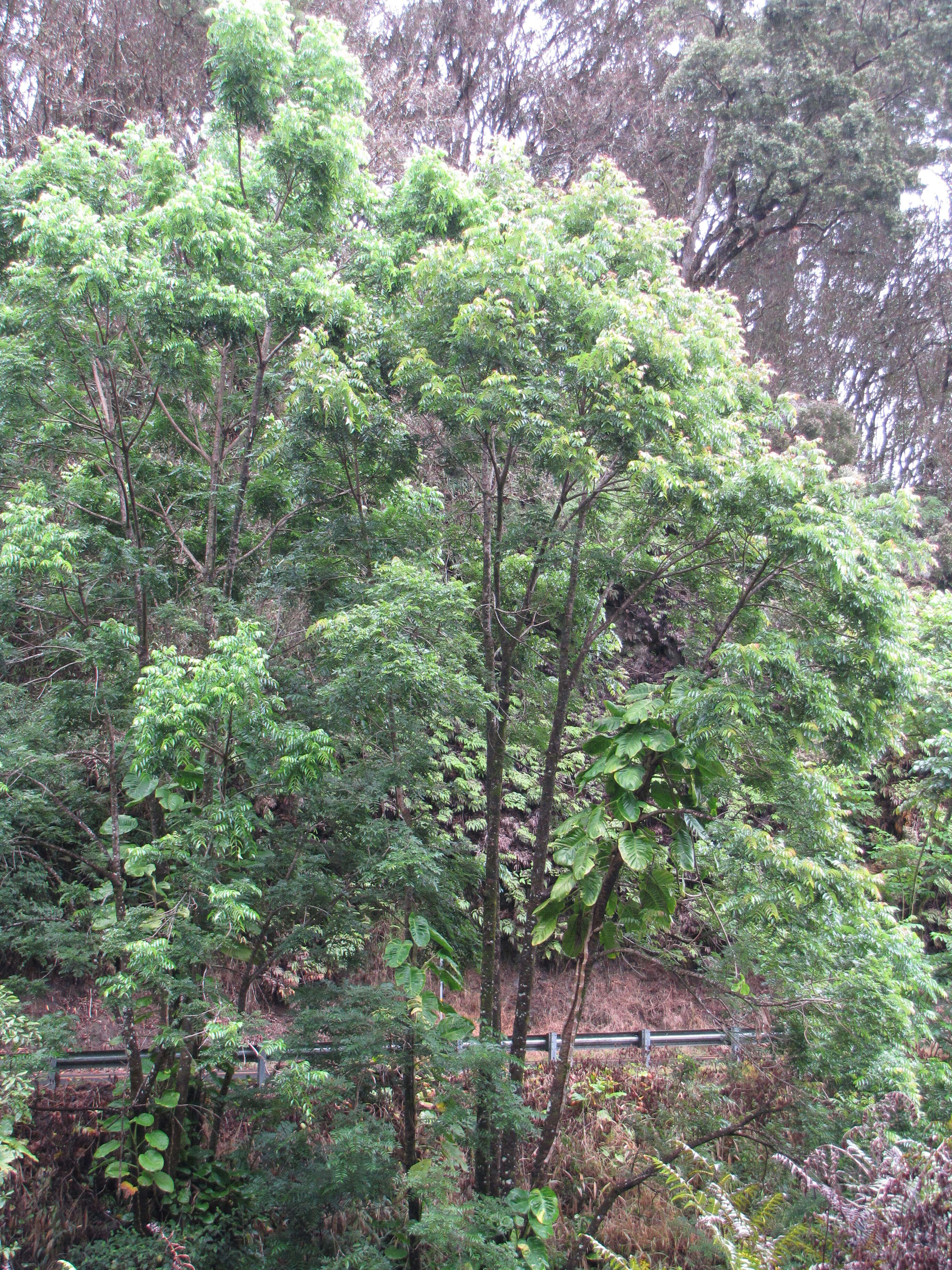 Image of Indian Mahogany