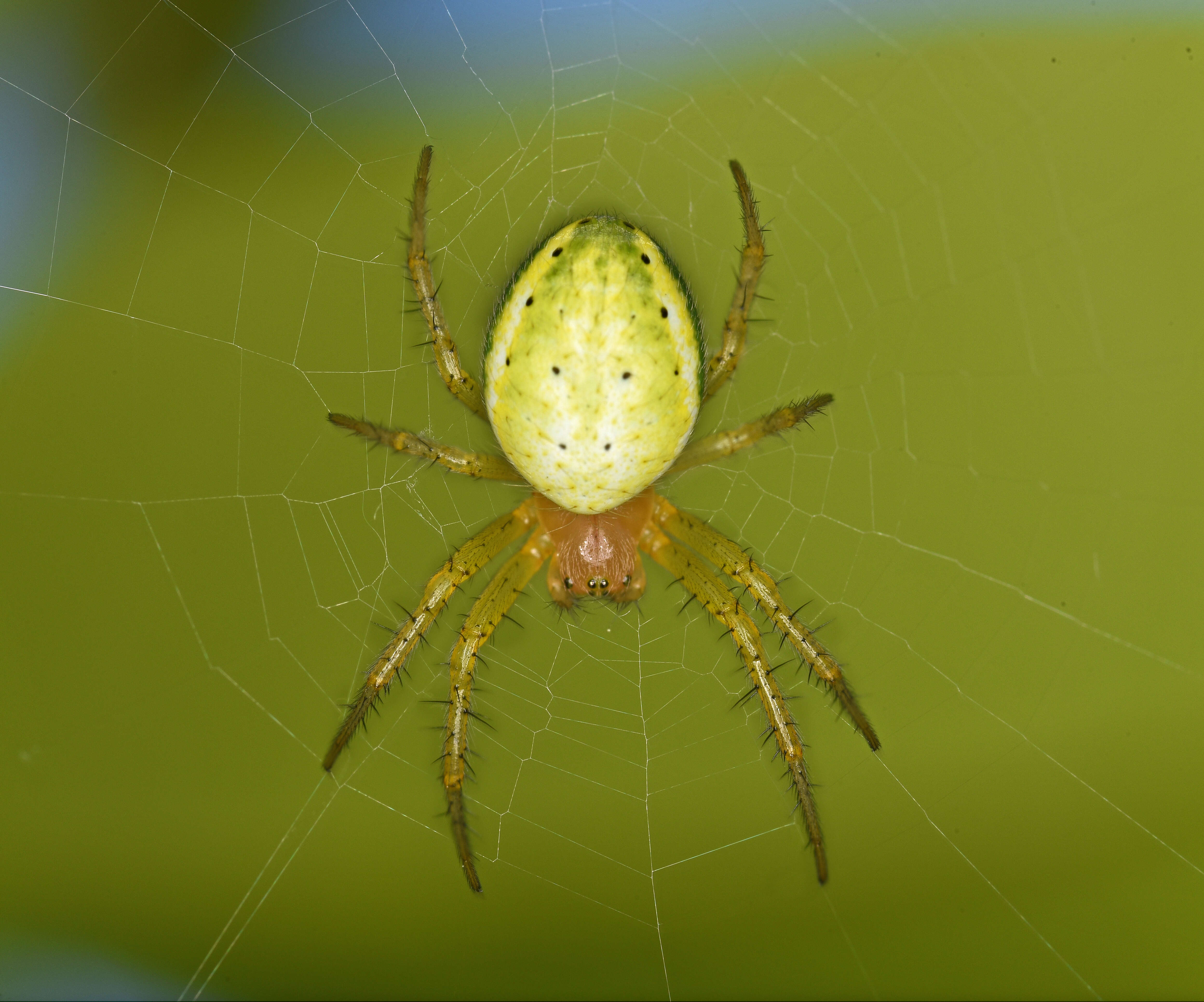 Image of Six-spotted Yellow Orbweaver