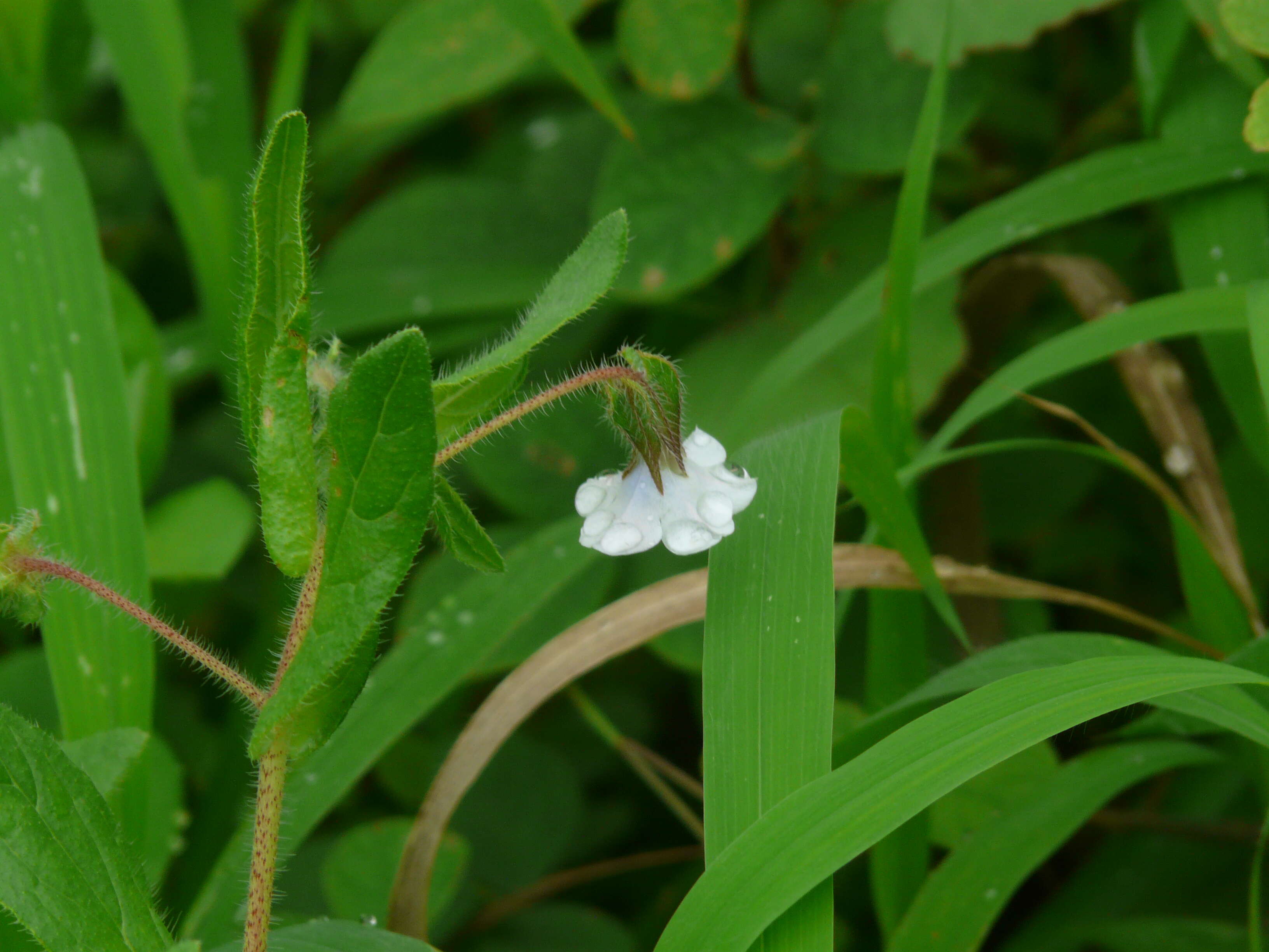 Image of Trichodesma