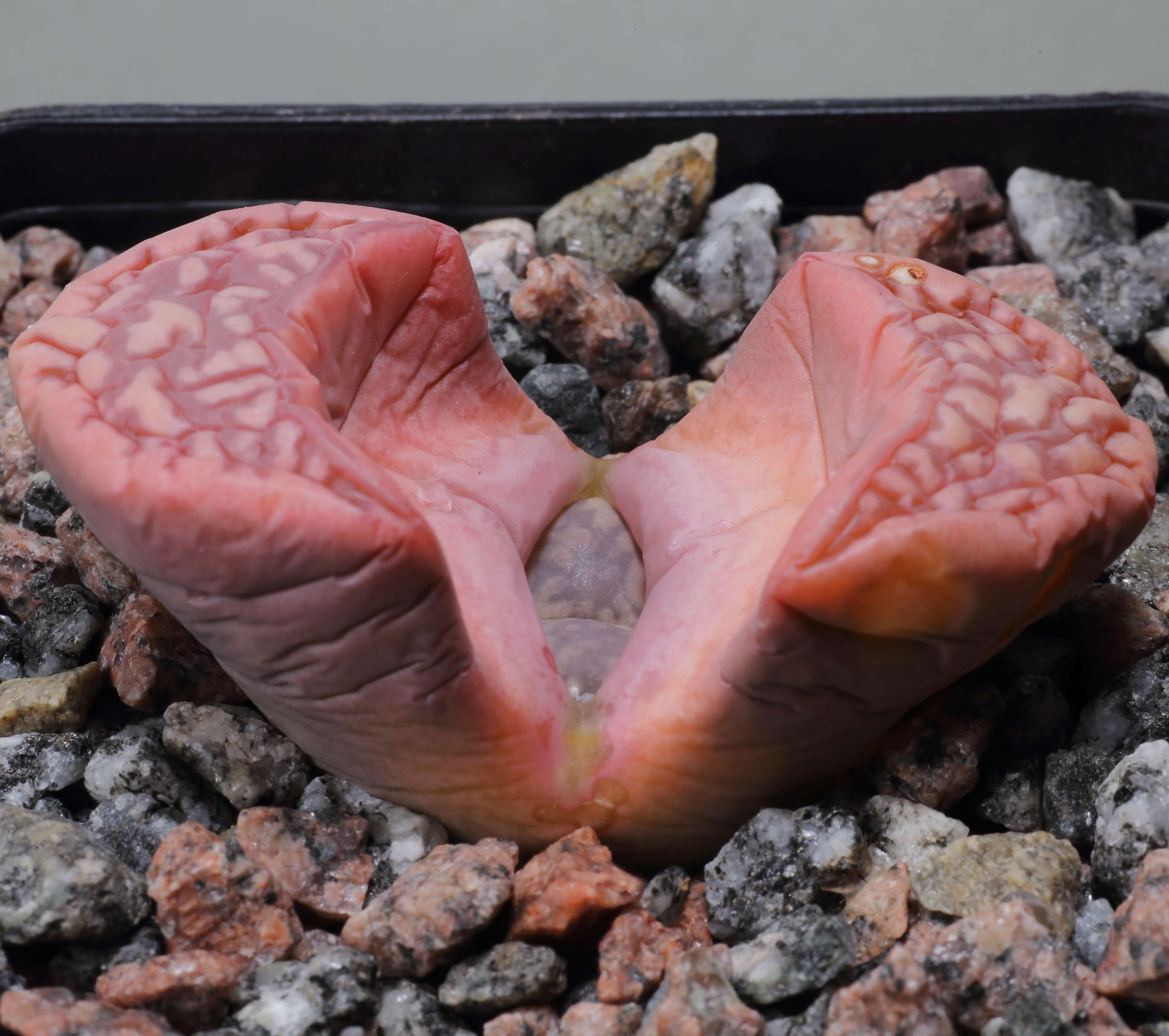 Image of Lithops marmorata (N. E. Br.) N. E. Br.