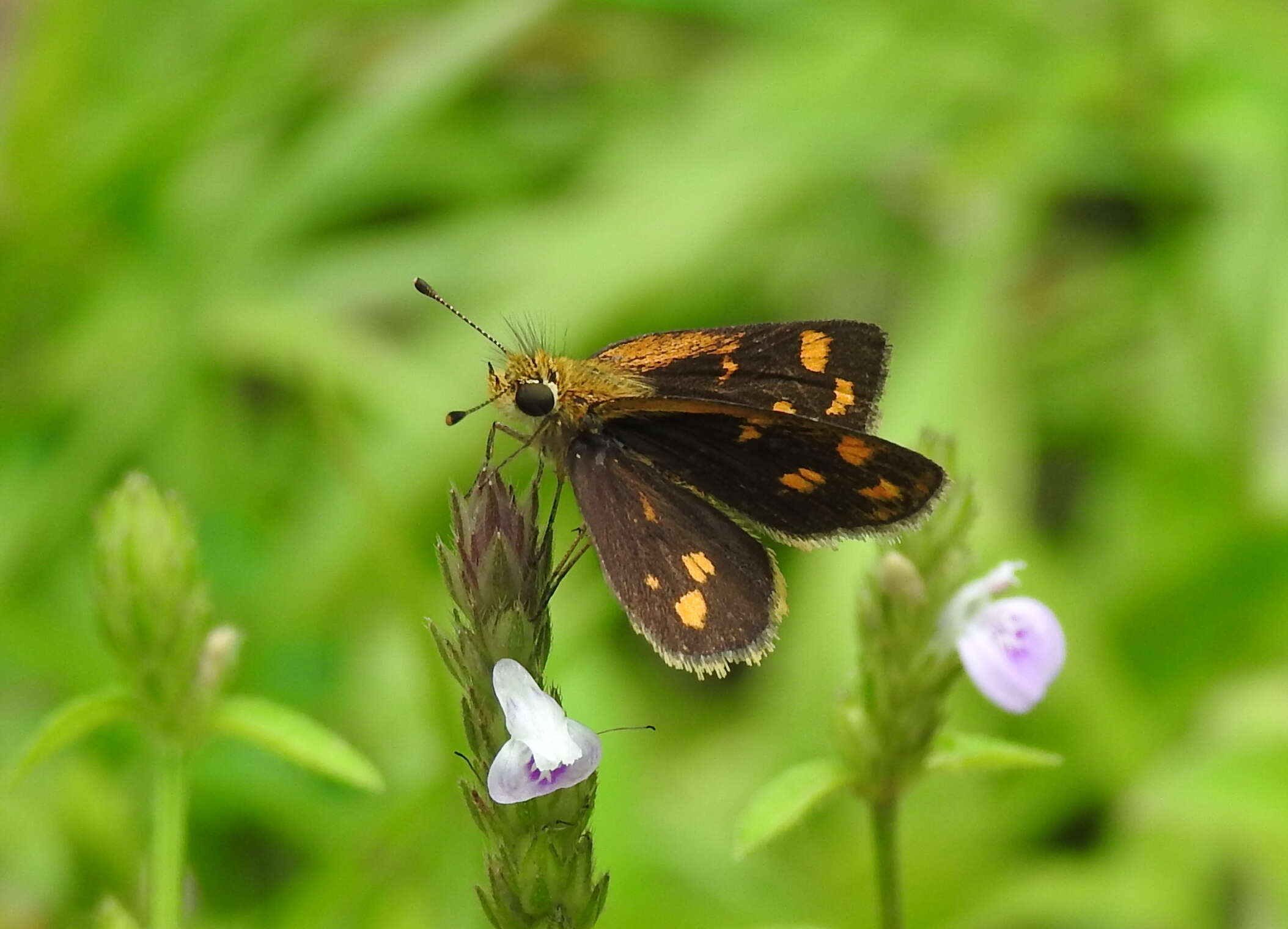 Image of Tamil grass dart