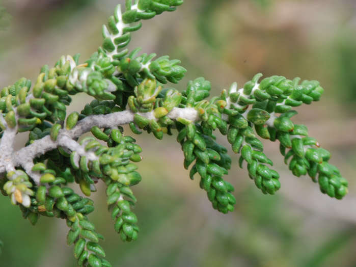 Image of Thymelaea hirsuta (L.) Endl.