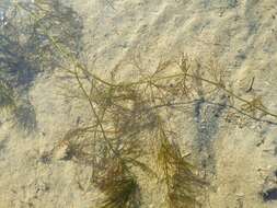 Image of Soft Hornwort