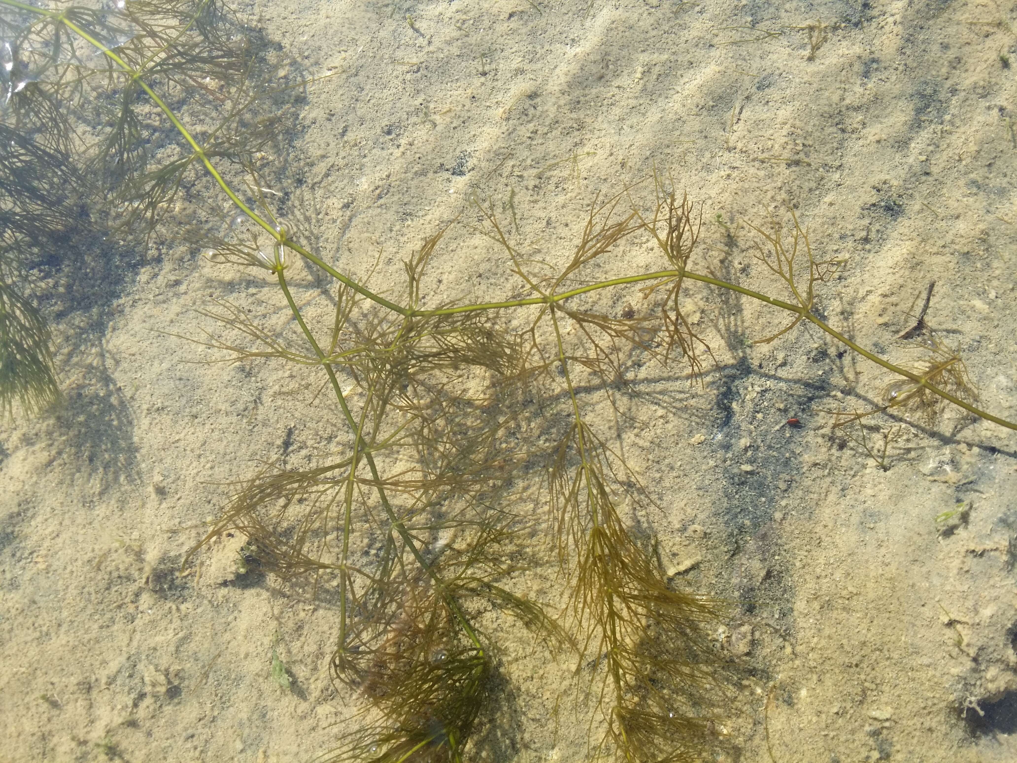 Image de Cératophylle Submergé