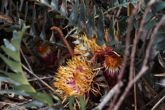 Image of Banksia