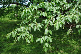 Image of Betula schmidtii Regel