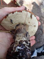 Image of Leccinum manzanitae Thiers 1971