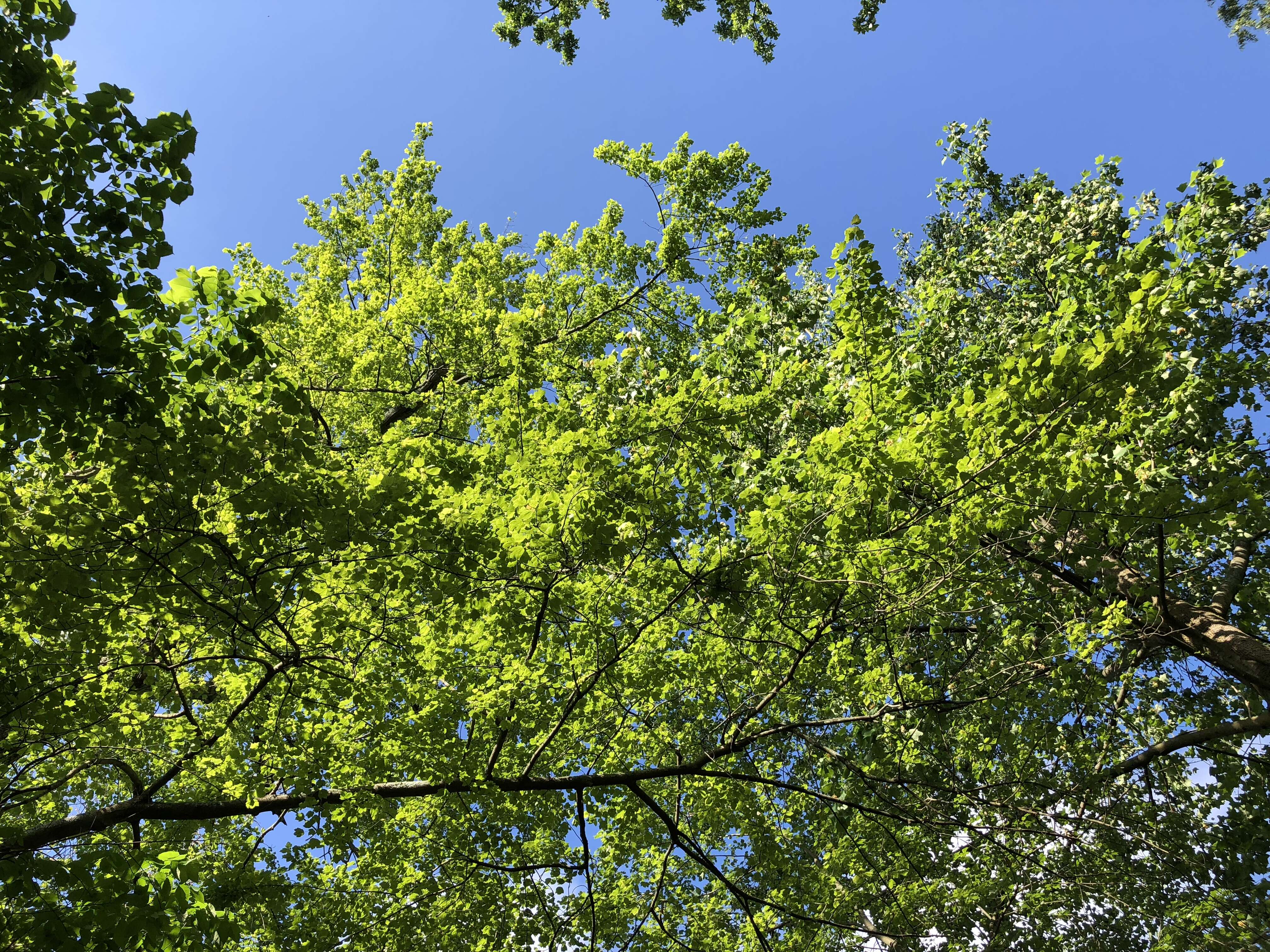 Image of Red Maple