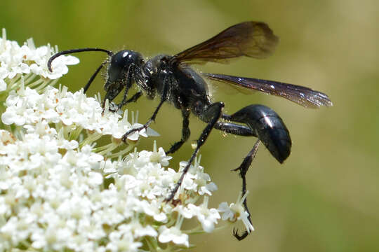 Image of Mud dauber