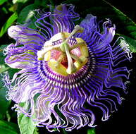 Image of Maypop