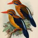 Image of Bougainville Moustached Kingfisher
