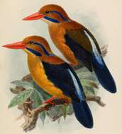 Image of Bougainville Moustached Kingfisher