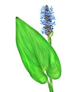 Image of pickerelweed