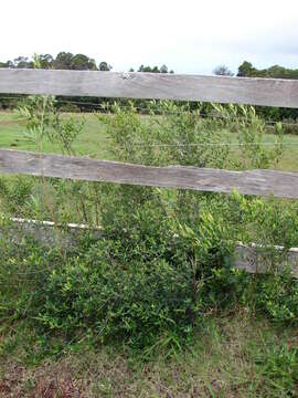 Image of olive tree