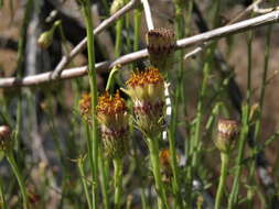 Image of San Felipe dogweed