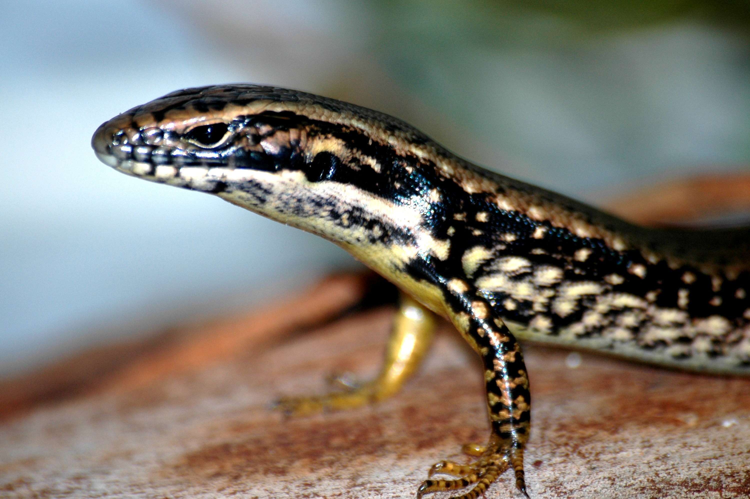 Image of Warm-temperate Water-skink