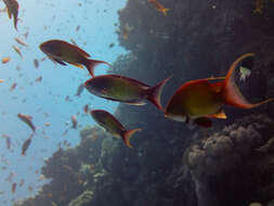 Imagem de Anthias-dourado