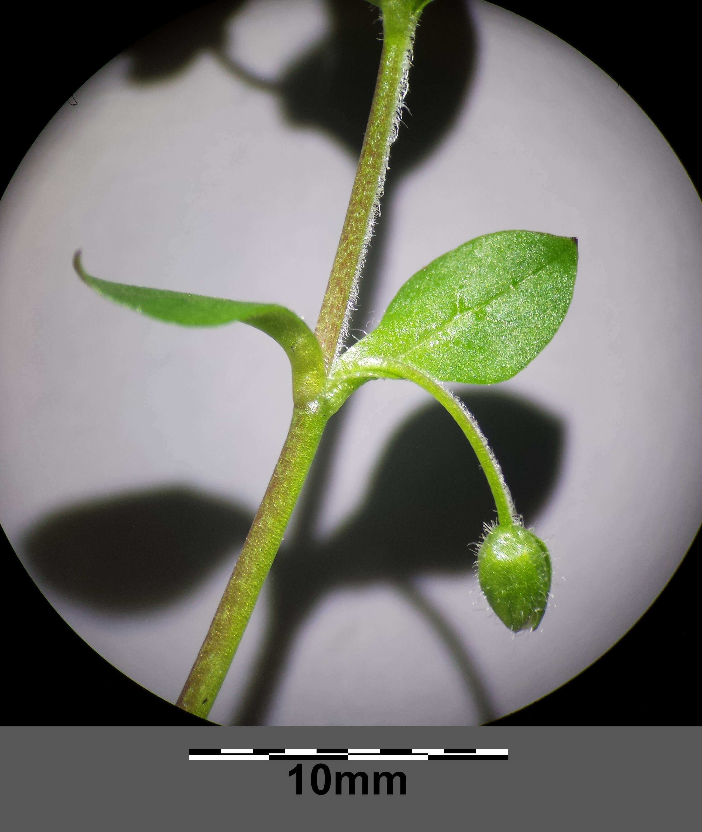 Image of common chickweed