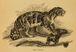 Image of Diard’s clouded leopard