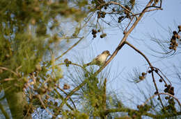 Image of Western Olivaceous Warbler