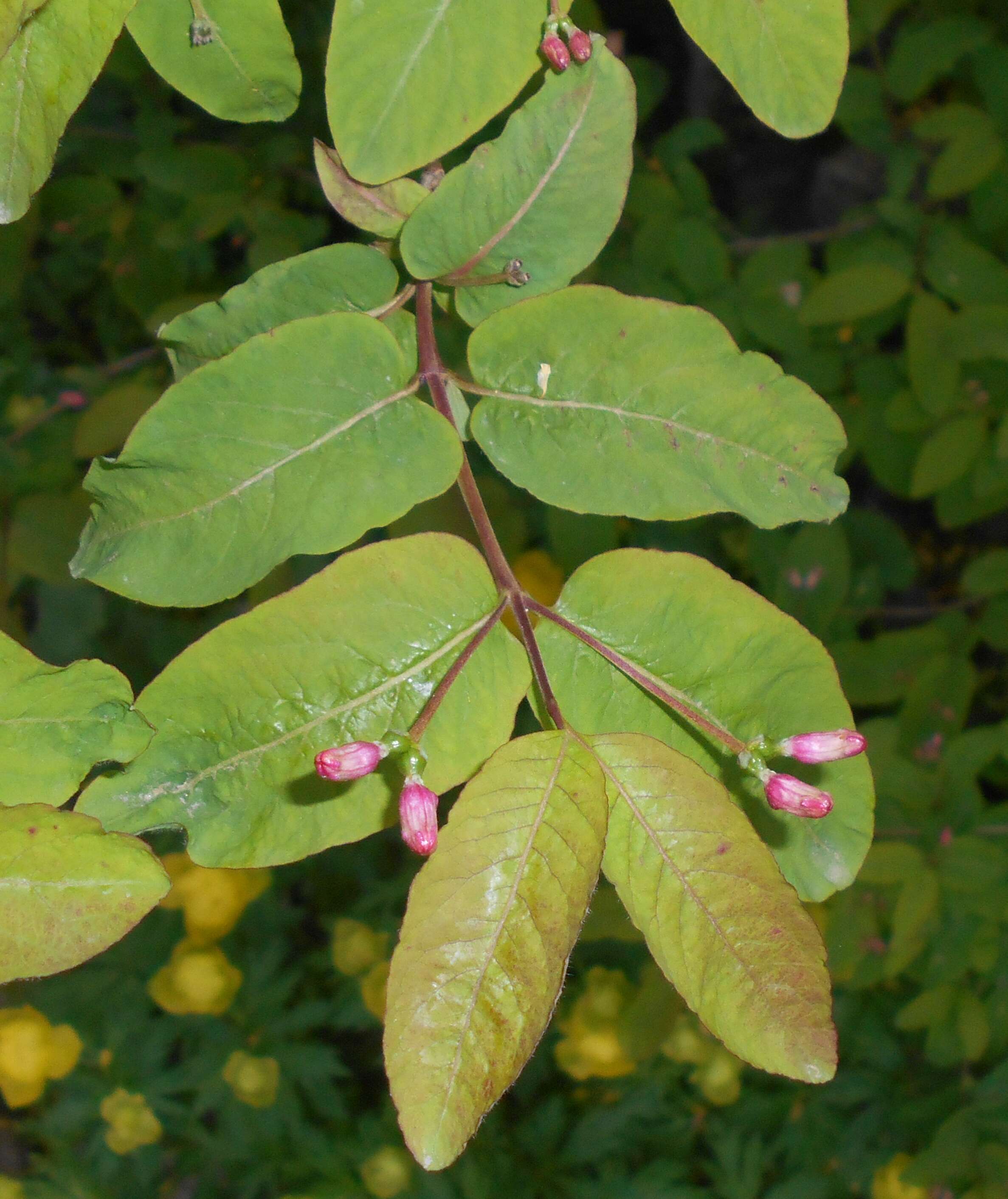 Lonicera nigra L. resmi