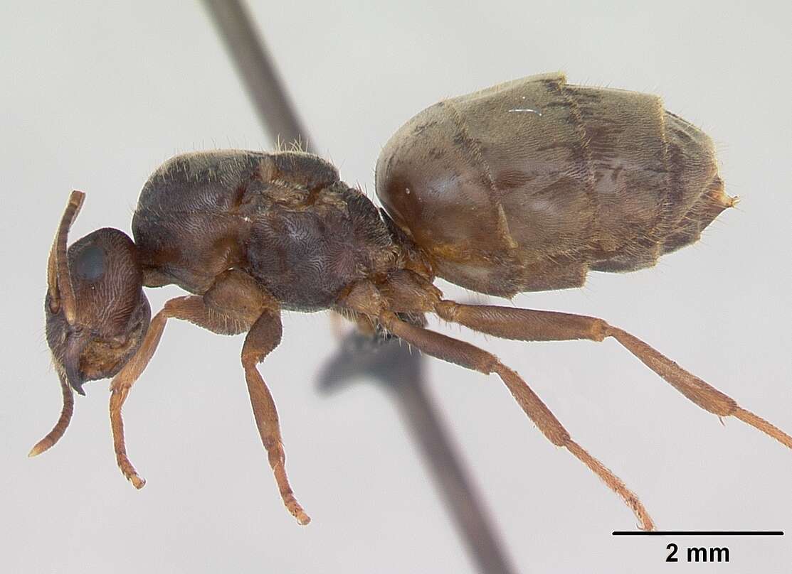 Image de Lasius psammophilus Seifert 1992