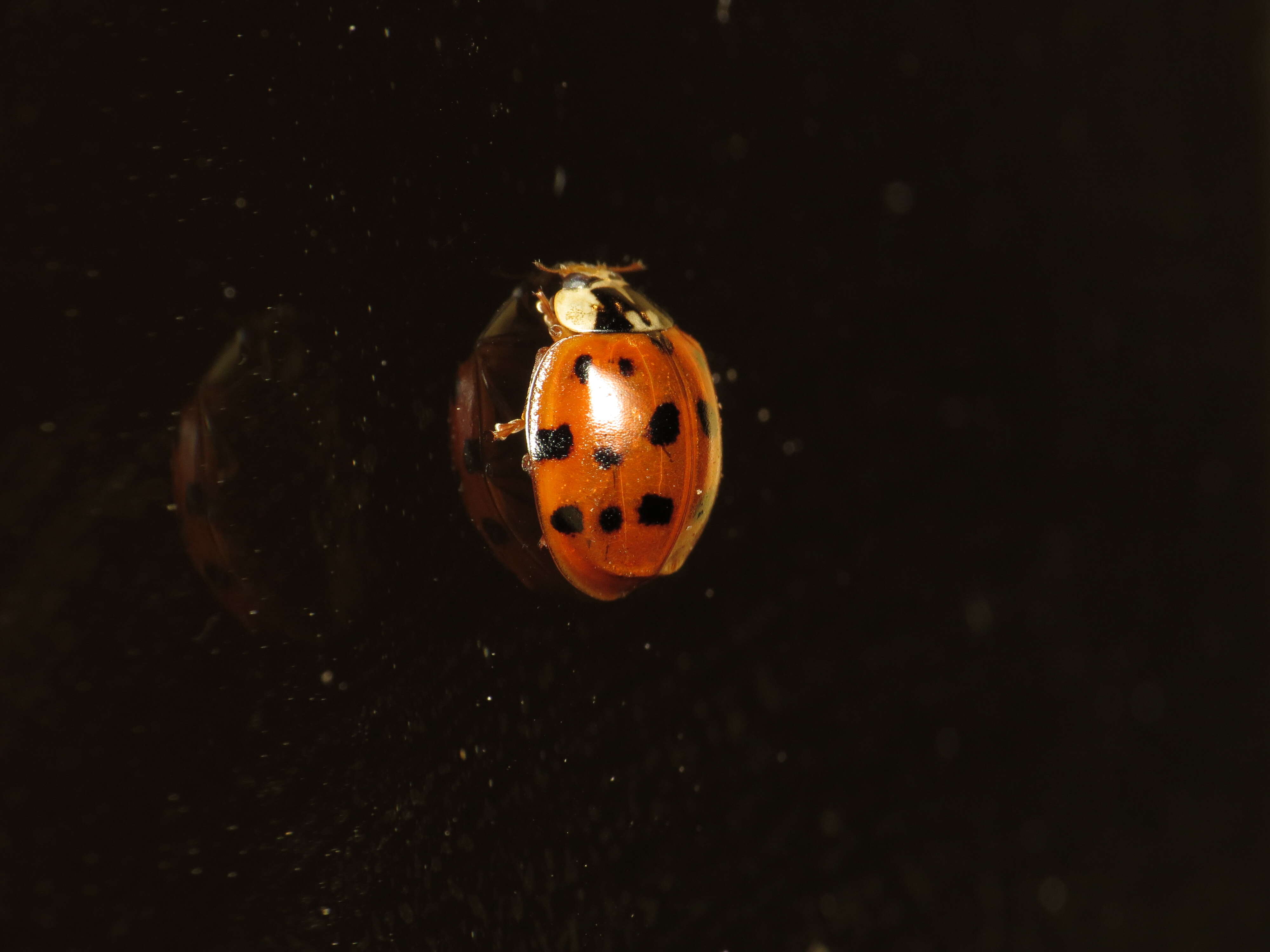 Image of Harlequin Ladybird