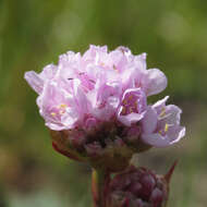 Image of thrift seapink